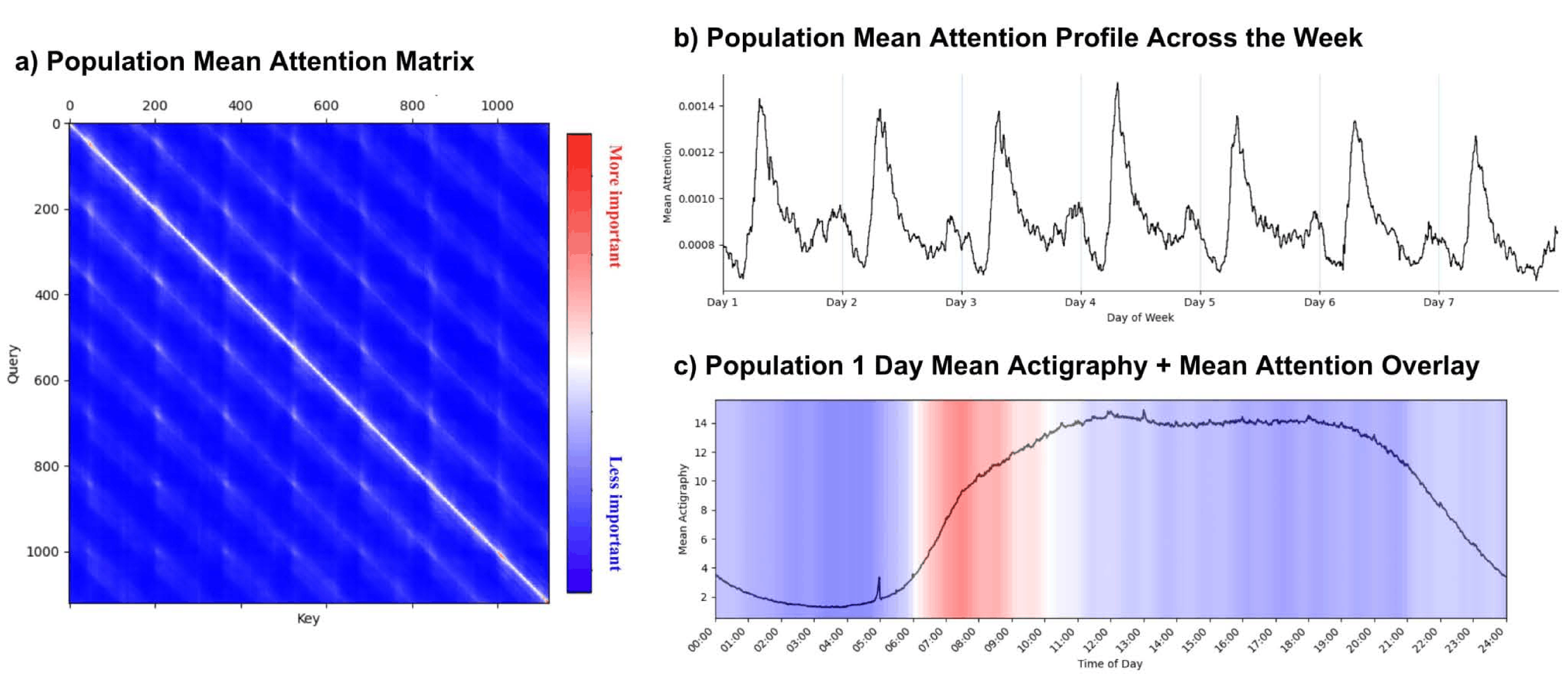 Population-level attention organization in PAT-L showing daily rhythms