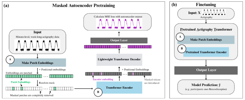 PAT model architecture: masked autoencoder pretraining and finetuning